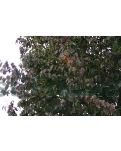 Parrotia persica 'Vanessa' 200-250 cm C20