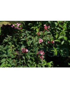 Weigela 'Boskoop Glory' C2