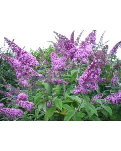 Buddleja dav. 'Pink Delight' C2