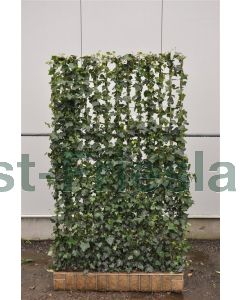 Hedera hel. 'Woerner' Haagelement b120 x h200 cm