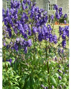 Aconitum carm. 'Arendsii' P9 / 24 per kist