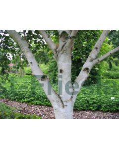 Betula utilis 'Doorenbos' 8/10 kw beveerd