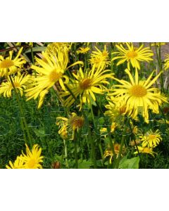 Doronicum orientale P9 / 24 per kist