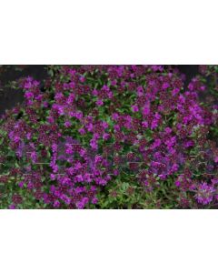 Thymus praecox 'Purple Beauty' P9 / 24 per kist