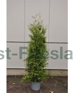 Thuja occ. 'Brabant' 150-175 cm C20