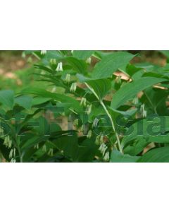 Polygonatum hybridum P9 / 24 per kist