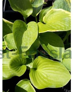 Hosta sieb. 'Frances Williams' C2