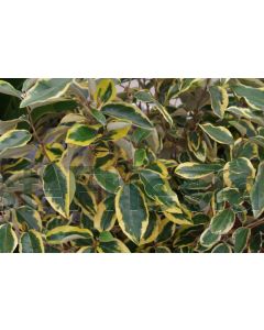 Elaeagnus ebb. 'Gilt Edge' 50-60 cm C5