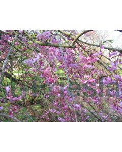 Prunus subh. 'Pendula Plena Rosea' 16/18 C65 220 cm stam