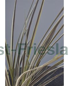 Cordyline bank.'Electric Flash' 120-140 cm C30 2 stammen