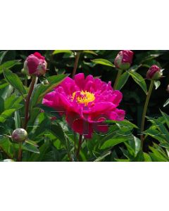 Paeonia (LD) 'Karl Rosenfield'(rood) P11