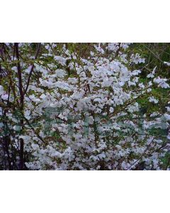 Prunus 'The Bride' 175-200 cm C20