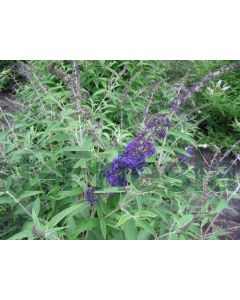 Buddleja dav. 'Adonis Blue'® C3