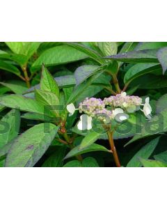 Hydrangea serr. 'Intermedia' C5