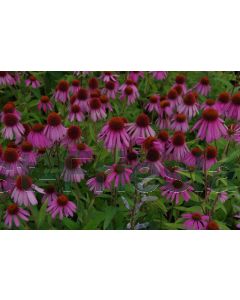 Echinacea purp. 'Kim's Knee High' P9 / 24 per kist