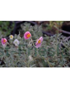 Helianthemum 'Wisley Pink' P9 / 24 per kist