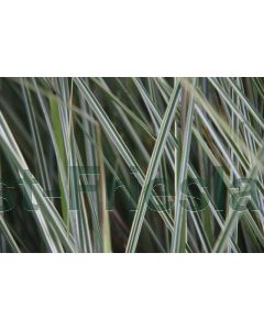 Miscanthus sin. 'Morning Light' P9 / 24 per kist