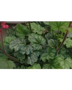 Heuchera 'Paris' P9 / 24 per kist