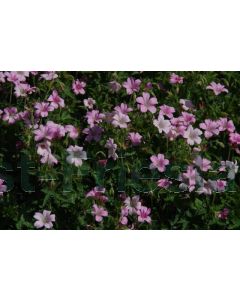 Geranium ox. 'Rose Clair' P9 / 24 per kist