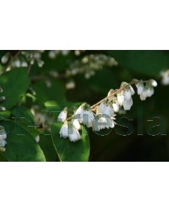 Deutzia scabra 'Plena' 80-100 cm C10