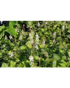 Tiarella wherryi P9 / 24 per kist