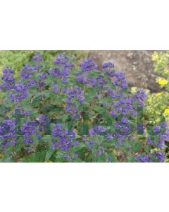 Caryopteris c. 'Grand Bleu'® C5