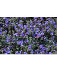 Lithodora diffusa 'Heavenly Blue' P9 / 24 per kist