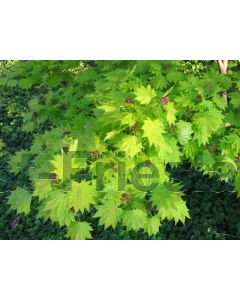 Acer shirasaw. 'Aureum' 150-175 cm C35