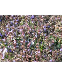 Glechoma hederacea P9 / 24 per kist