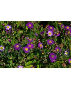 Aster ag. 'Ezo Murazaki' P9 / 24 per kist