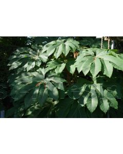 Tetrapanax papyrifer C12