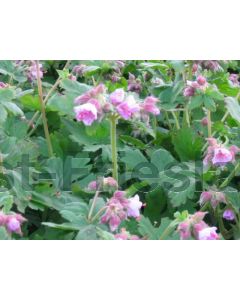 Geranium macr. 'Ingwersen's Var.' P9 / 24 per kist