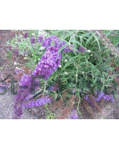 Buddleja dav. 'Nanho Blue' C2