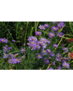 Aster frikartii 'Jungfrau' P9 / 24 per kist