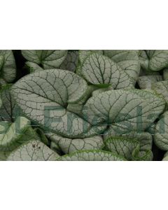 Brunnera m. 'Silver Heart' P9 / 24 per kist