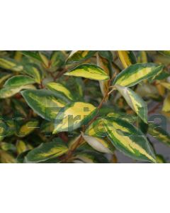 Elaeagnus ebb. 'Limelight' 60-80 cm C9