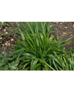 Carex plantaginea P9 / 24 per kist