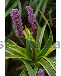 Liriope musc. 'Gold Banded' P9 / 24 per kist