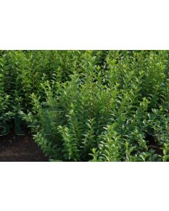 Ligustrum oval.'Green Diamond' 100-125 cm kluit extra