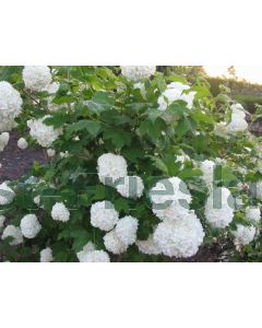 Viburnum op. 'Roseum' C3