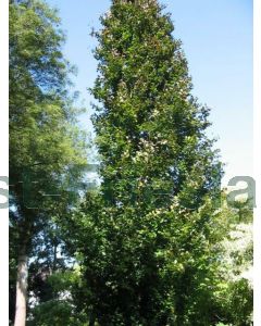 Fagus syl. 'Dawyck' 200-225cm C18