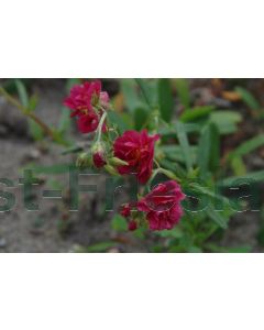 Helianthemum 'Cerise Queen' P9 / 24 per kist