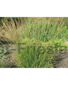 Molinia caerulea 'Heidebraut' P9 / 24 per kist