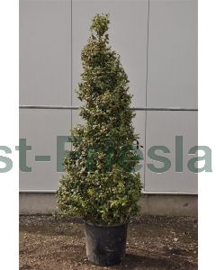 Ilex pernyi 175-200 cm C50