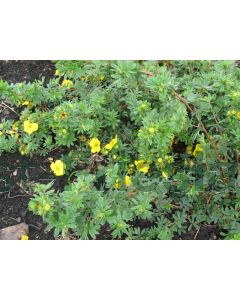 Potentilla f. 'Goldstar' C1.5