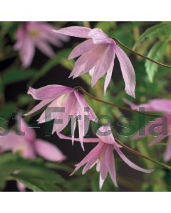 Clematis 'Markham's Pink' 75 cm C2