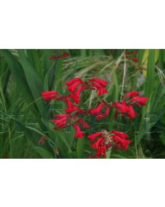 Crocosmia 'Emberglow' P9 / 24 per kist