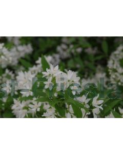 Deutzia Yuki 'Snowflake' C3