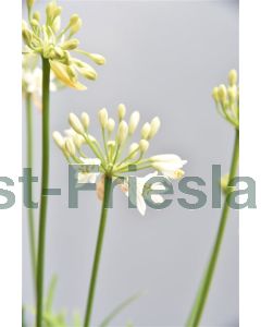 Agapanthus a. 'Albus' P9 / 24 per kist