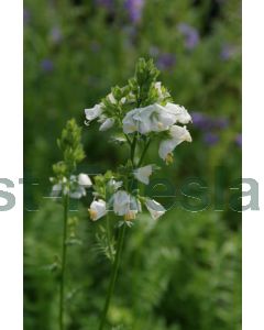 Polemonium caer. 'Album' P9 / 24 per kist